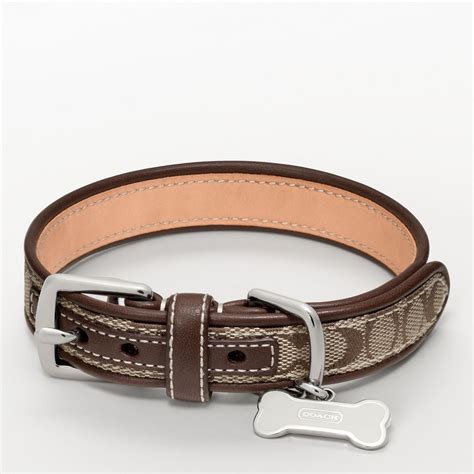 coach dog collar